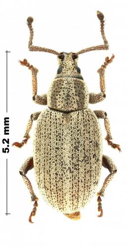 Réf. 233 206 : Simo sp.
